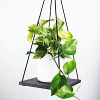 西班牙足球甲级联赛标志